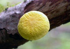 C. asprata – This cap is granular but only slightly wrinkled.